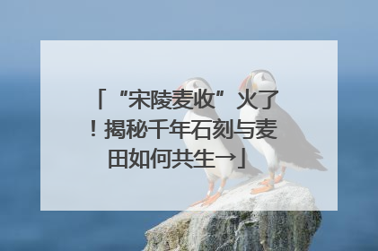 “宋陵麦收”火了！揭秘千年石刻与麦田如何共生→