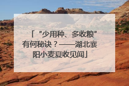 “少用种、多收粮”有何秘诀？——湖北襄阳小麦夏收见闻