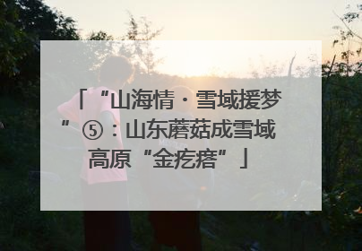 “山海情・雪域援梦”⑤：山东蘑菇成雪域高原“金疙瘩”