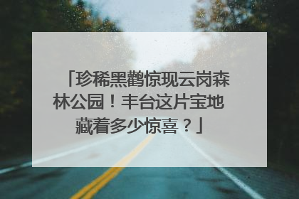 珍稀黑鹳惊现云岗森林公园！丰台这片宝地藏着多少惊喜？
