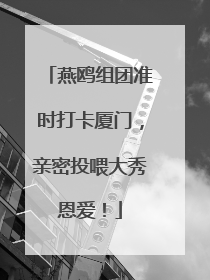 燕鸥组团准时打卡厦门，亲密投喂大秀恩爱！