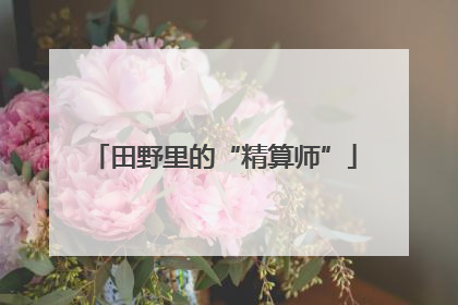 田野里的“精算师”