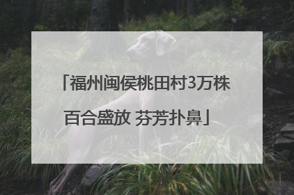 福州闽侯桃田村3万株百合盛放 芬芳扑鼻