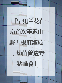 罕见兰花在京首次重返山野！极度濒危，幼苗曾遭野猪啃食