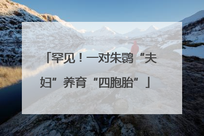 罕见！一对朱鹮“夫妇”养育“四胞胎”
