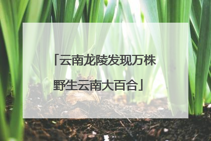 云南龙陵发现万株野生云南大百合