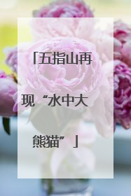 五指山再现“水中大熊猫”