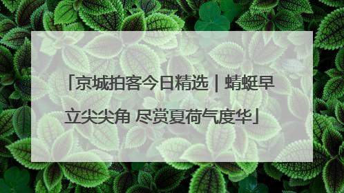 京城拍客今日精选｜蜻蜓早立尖尖角 尽赏夏荷气度华