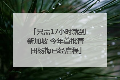只需17小时就到新加坡 今年首批青田杨梅已经启程