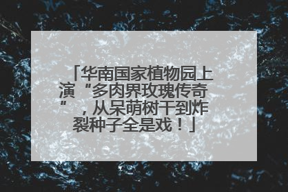 华南国家植物园上演“多肉界玫瑰传奇”，从呆萌树干到炸裂种子全是戏！