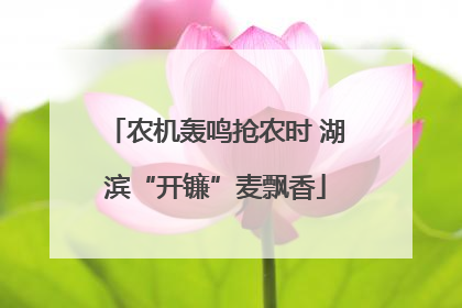 农机轰鸣抢农时 湖滨“开镰”麦飘香