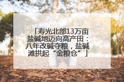 寿光北部13万亩盐碱地迈向高产田：八年改碱夺粮，盐碱滩拱起“金粮仓”