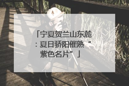 宁夏贺兰山东麓：夏日骄阳催熟“紫色名片”