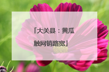 大关县：黄瓜触网销路宽