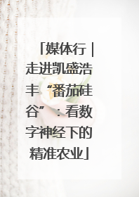 媒体行｜走进凯盛浩丰“番茄硅谷”：看数字神经下的精准农业