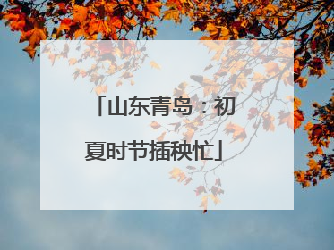 山东青岛：初夏时节插秧忙
