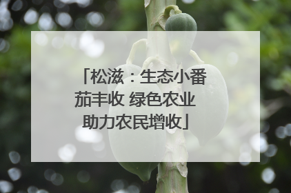 松滋：生态小番茄丰收 绿色农业助力农民增收
