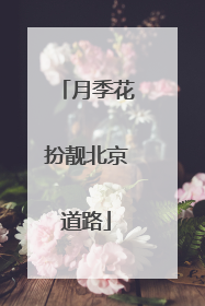 月季花扮靓北京道路