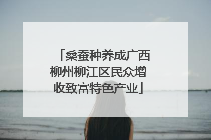 桑蚕种养成广西柳州柳江区民众增收致富特色产业