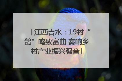 江西吉水：19村“鸽”鸣致富曲 奏响乡村产业振兴强音