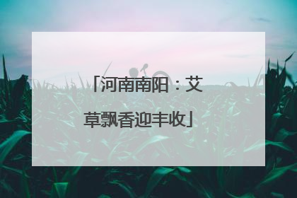 河南南阳：艾草飘香迎丰收