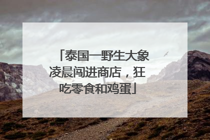 泰国一野生大象凌晨闯进商店，狂吃零食和鸡蛋