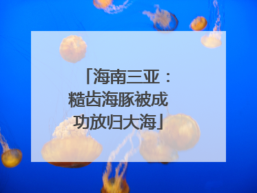 海南三亚：糙齿海豚被成功放归大海