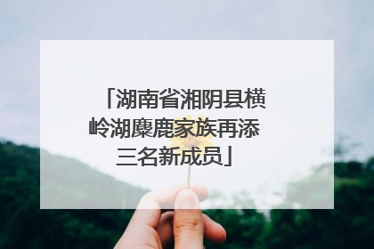 湖南省湘阴县横岭湖麋鹿家族再添三名新成员