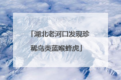 湖北老河口发现珍稀鸟类蓝喉蜂虎