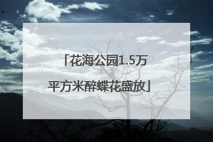 花海公园1.5万平方米醉蝶花盛放