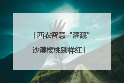 西农智慧“灌溉” 沙漠樱桃别样红