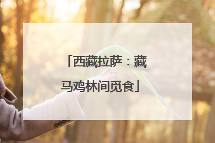 西藏拉萨：藏马鸡林间觅食