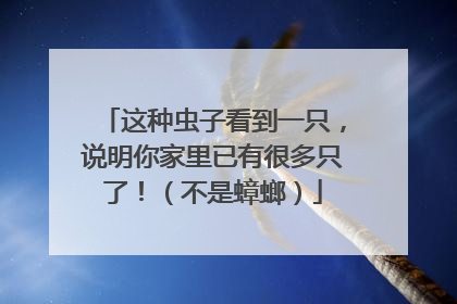 这种虫子看到一只，说明你家里已有很多只了！（不是蟑螂）