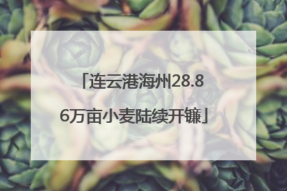 连云港海州28.86万亩小麦陆续开镰