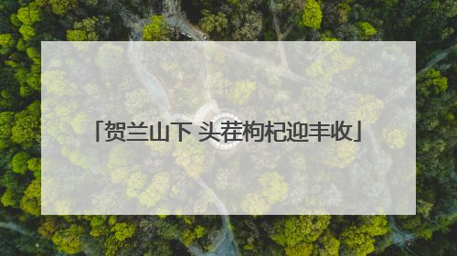 贺兰山下 头茬枸杞迎丰收