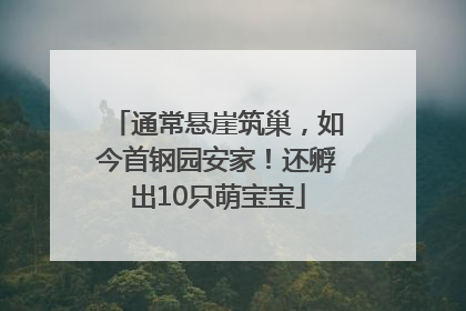 通常悬崖筑巢，如今首钢园安家！还孵出10只萌宝宝
