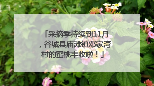 采摘季持续到11月，谷城县庙滩镇邓家湾村的蜜桃丰收啦！