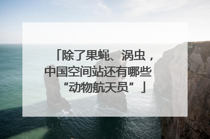 除了果蝇、涡虫，中国空间站还有哪些“动物航天员”