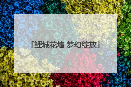 鲤城花墙 梦幻绽放