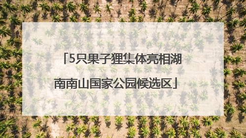 5只果子狸集体亮相湖南南山国家公园候选区